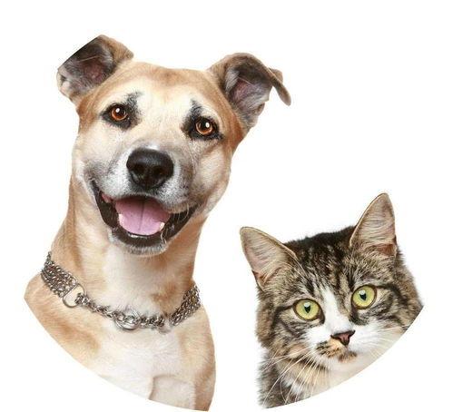 娱乐吃瓜酱宠物疫苗本,吃瓜酱带你全面了解宠物疫苗接种知识